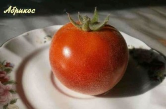 มะเขือเทศแอปริคอต