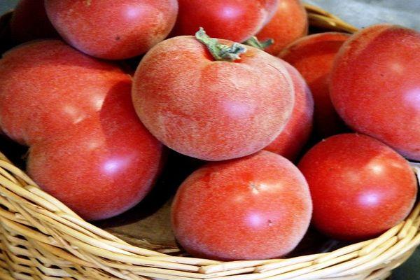 มะเขือเทศแอปริคอต