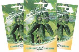 ลักษณะของแตงกวาพันธุ์ Emerald Earrings และลักษณะการเพาะปลูก