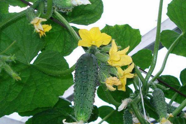 การปลูกแตงกวา