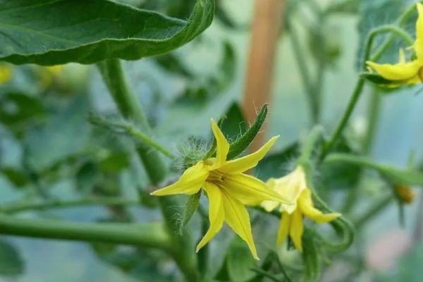 ดอกมะเขือเทศ