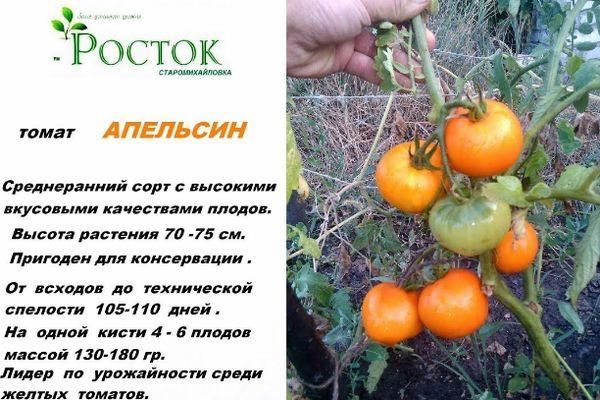 มะเขือเทศกลางฤดู