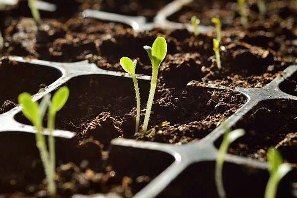 คำอธิบายพันธุ์มะเขือเทศสีส้ม ลักษณะเด่น และผลผลิต