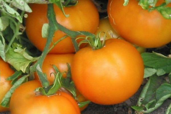 แปรงมะเขือเทศ