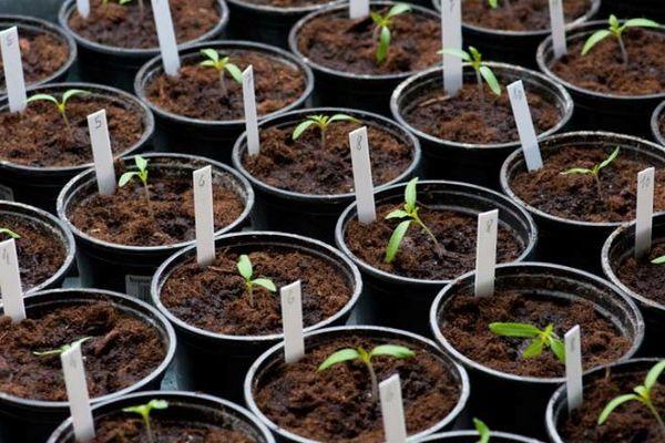 ต้นกล้าในกระถาง