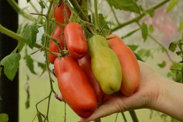 กิ่งที่มีมะเขือเทศ