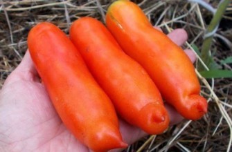 ผลมะเขือเทศ