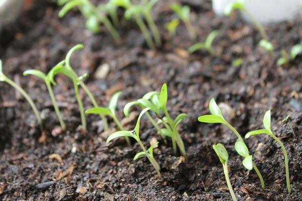 Pousses dans le sol