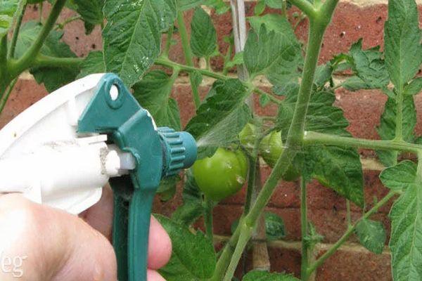 transformation des tomates