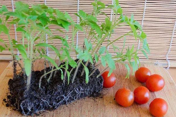 plants de tomates