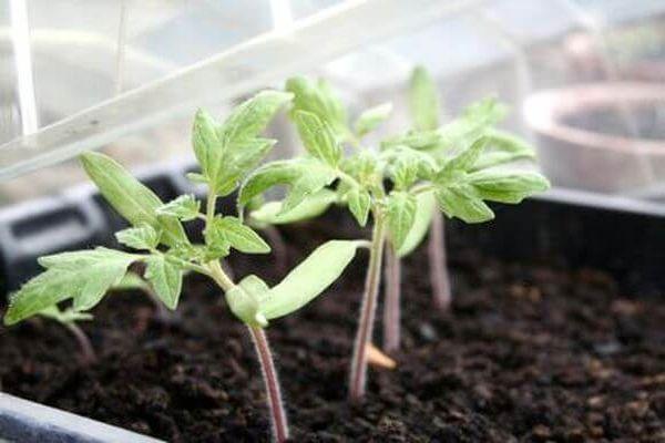 plants de tomates