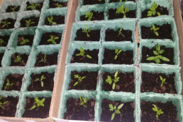 Description de la variété de tomate Fighter (Buyan), ses caractéristiques et sa culture