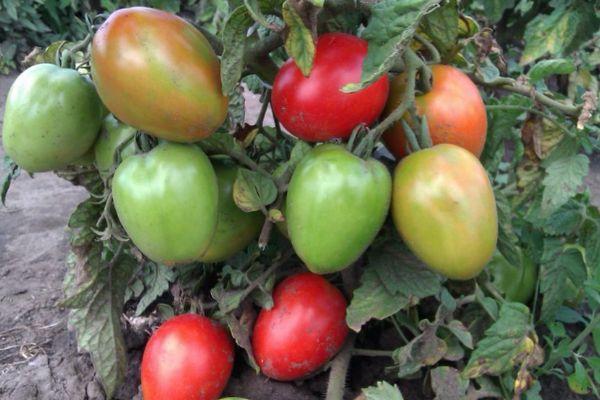 Tomates Buyan