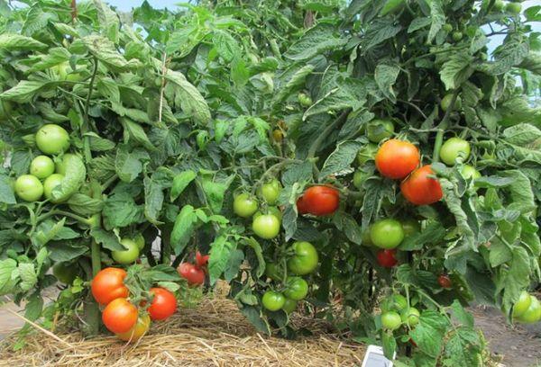 การปลูกมะเขือเทศ