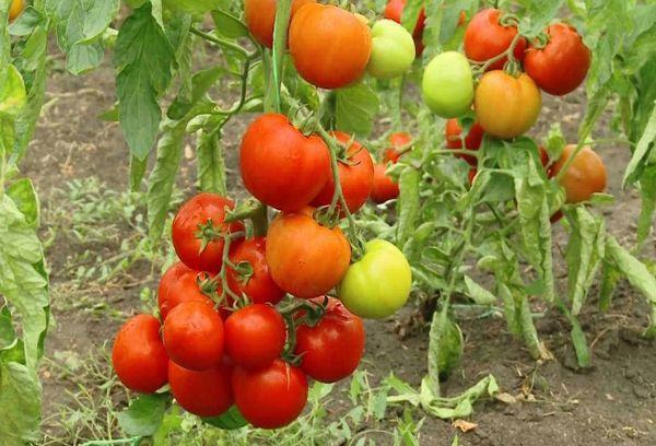 กิ่งพันธุ์มะเขือเทศ