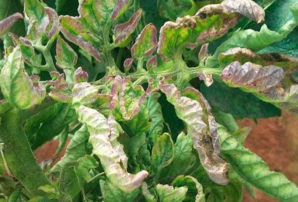 โรคของมะเขือเทศ