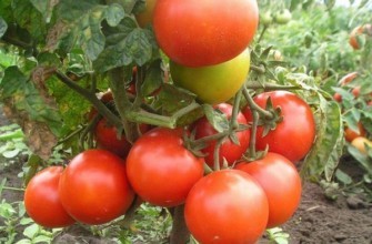 กิ่งพันธุ์มะเขือเทศ