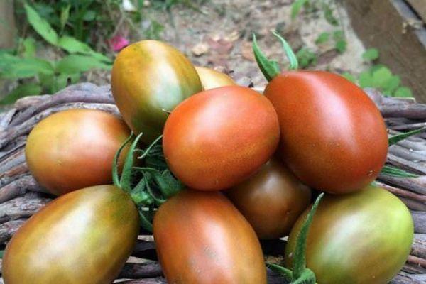 ผลมะเขือเทศ