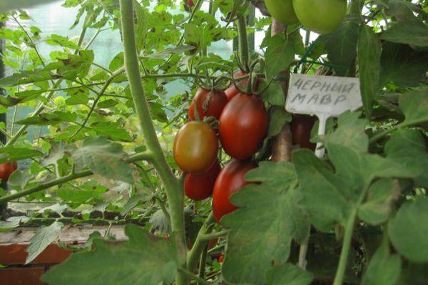 พุ่มไม้ที่มีมะเขือเทศ