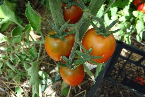 การปลูกมะเขือเทศ