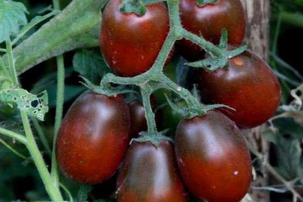 มะเขือเทศสีดำ