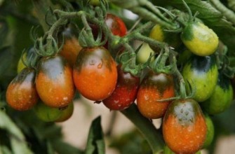 พุ่มไม้ที่มีมะเขือเทศ