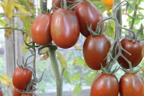 มะเขือเทศสีดำ