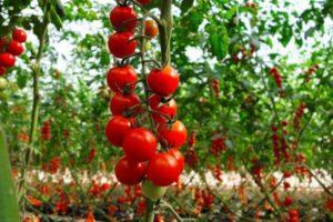 Description de la variété de tomate cerise Red Cherry, culture et rendement