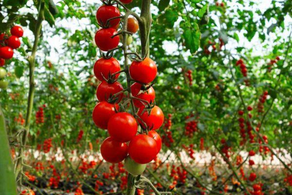 มะเขือเทศเชอร์รี่