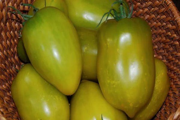 มะเขือเทศรูปพริก