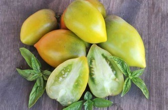 มะเขือเทศชิลี