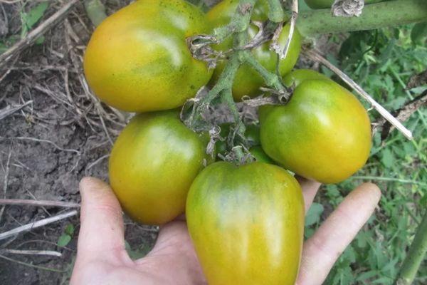 มะเขือเทศชิลี