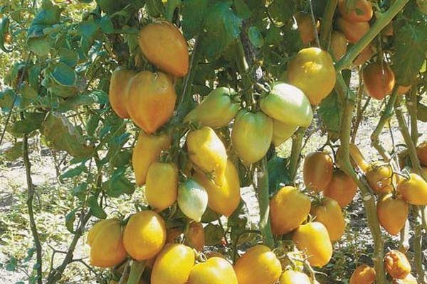 มะเขือเทศรูปพริก