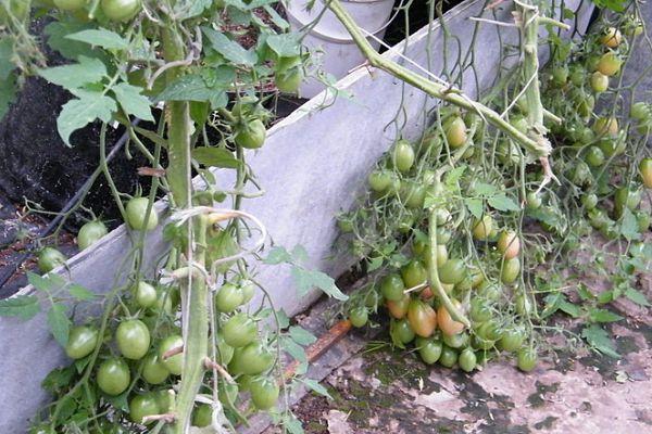 Cultiver des tomates