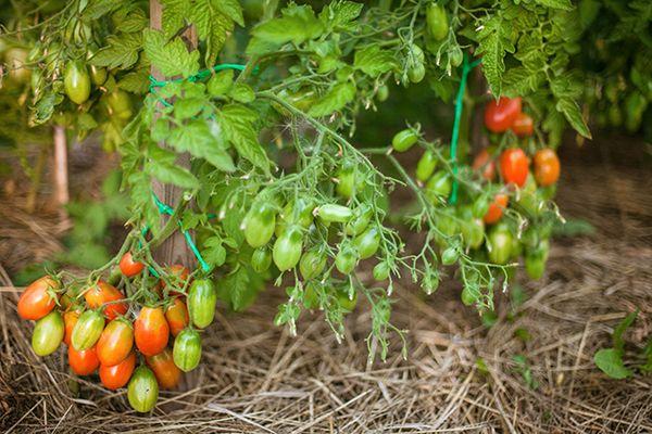 Buissons de tomates