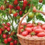 ตะกร้ามะเขือเทศ