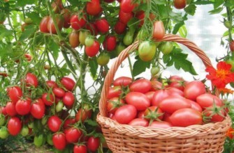 ตะกร้ามะเขือเทศ