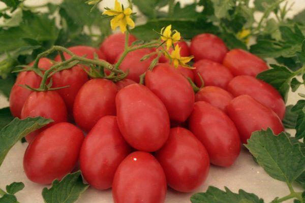Description de la variété de tomate Chio-chio san, caractéristiques de culture et d'entretien
