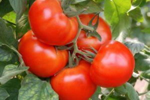 คำอธิบายพันธุ์มะเขือเทศ Miracle of the Market ลักษณะการปลูกและการดูแลรักษา