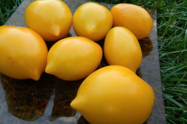 Description de la variété de tomate Miracle du Monde, ses caractéristiques et son rendement