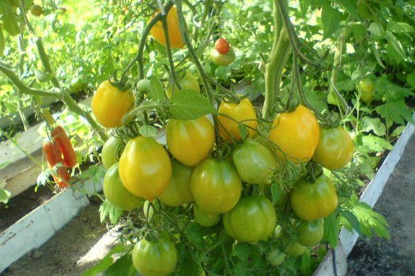 Buissons de tomates