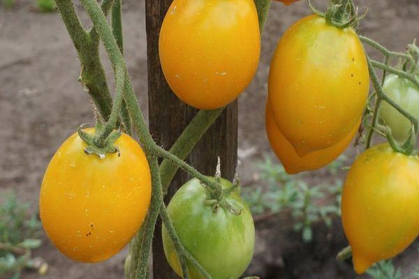 tomates jaunes