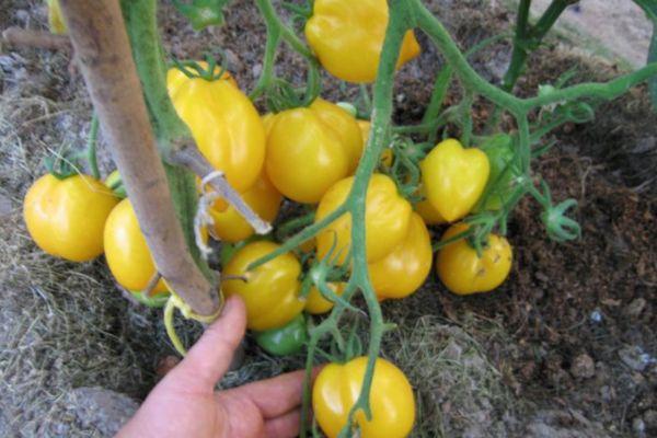 Un buisson avec des tomates