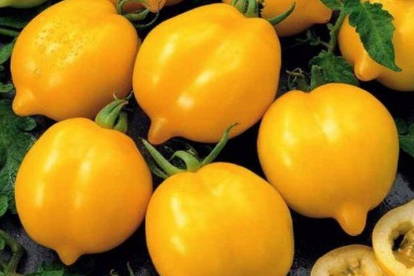 tomates jaunes