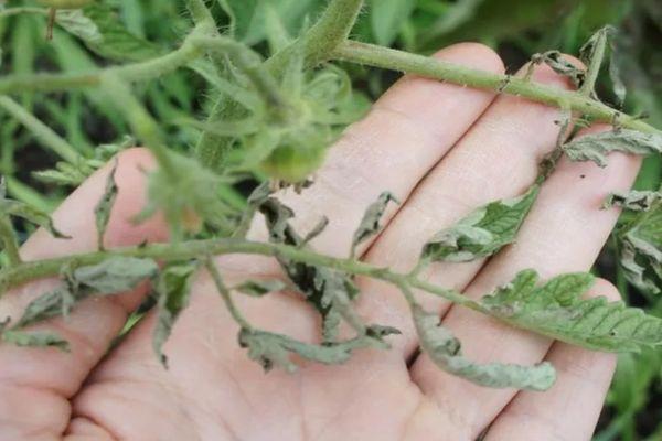 โรคของมะเขือเทศ