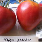 มะเขือเทศบนจาน