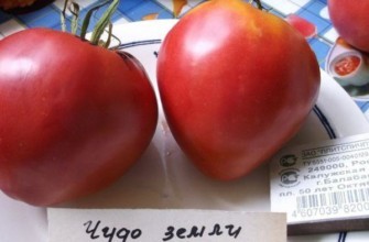 มะเขือเทศบนจาน