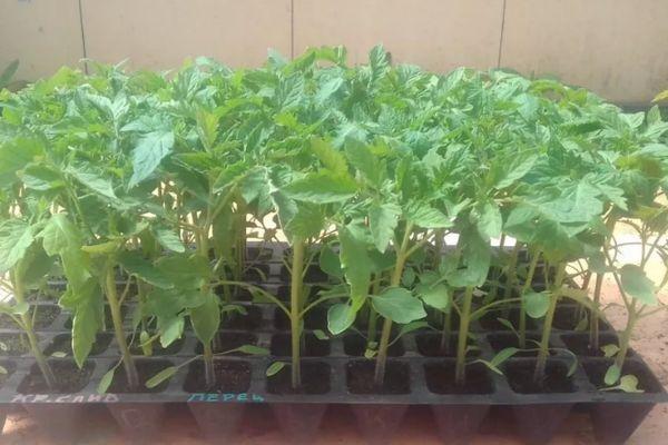ต้นกล้ามะเขือเทศ