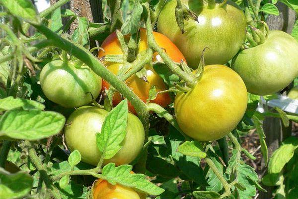 มะเขือเทศดัชนิค