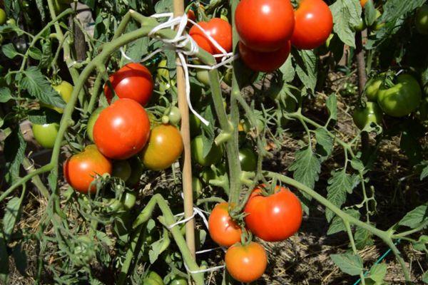 มะเขือเทศดัชนิค